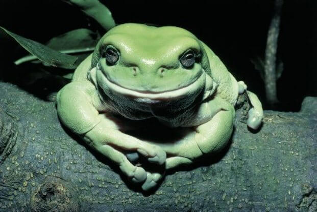 Австралійська пустельна жаба