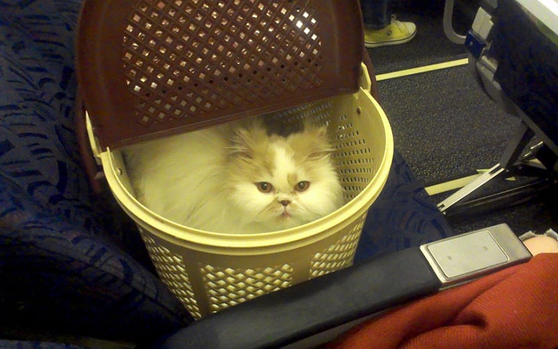 Правила перевезення тварин у літаку