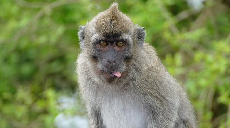 Мавпа з Маврикія